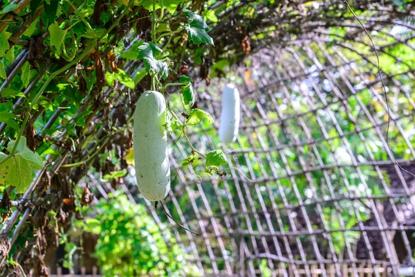 Frutos de melón de invierno cuelgan de enrejado . —  Fotos de Stock