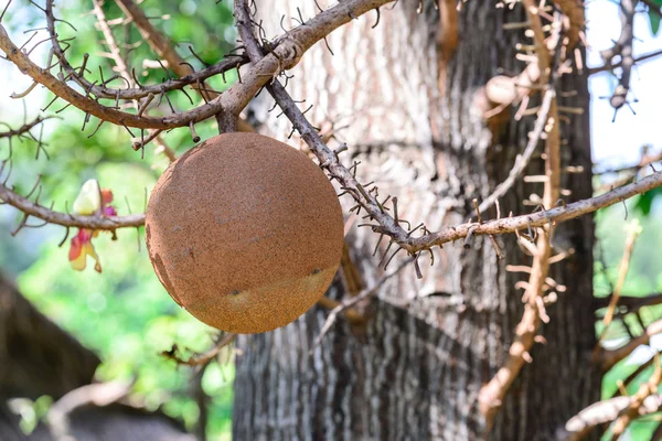 Árbol de bola de cañón fruta . —  Fotos de Stock