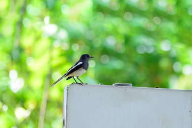 Oryantal Saksağan-robin ya da Copsychus saularis, küçük bir kuş.