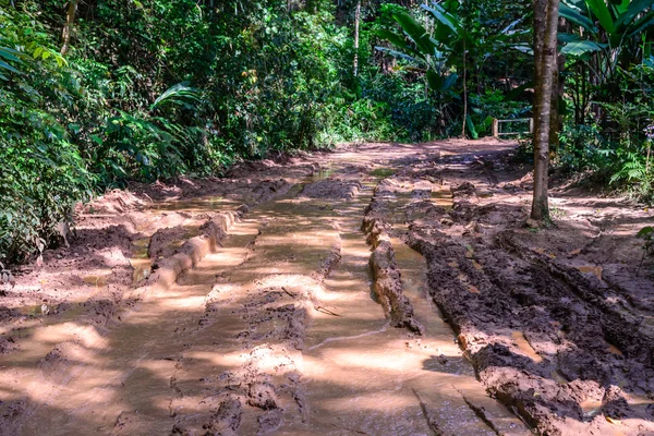 Błotniste drogi w lasach tropikalnych. — Zdjęcie stockowe