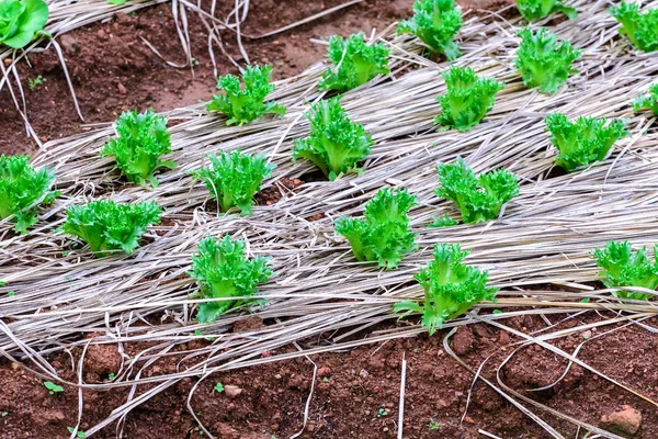 Ensalada de roble verde ecológico vegetal en plantación . —  Fotos de Stock