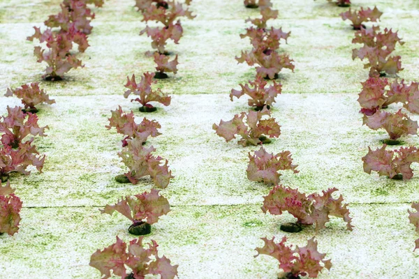 Hydroponics röd ek sallad grönsaker i plantage. — Stockfoto