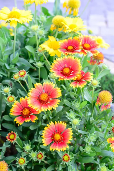 Hermosas flores de color naranja en el jardín . — Foto de Stock
