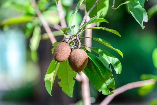 Sapodilla organiczne owoce na drzewie dla zdrowego odżywiania. — Zdjęcie stockowe