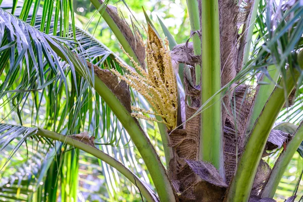 新鲜椰子花早午餐在树上. — 图库照片