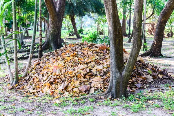 Getrocknete Blätter aus öffentlichen Parks für organischen Dünger, Biogärtnerei. — Stockfoto