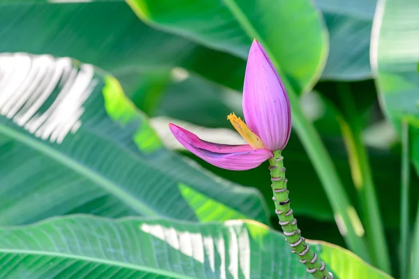 Bua Luang flower, Musa hybrids MUSACEAE bloom. — Stock Photo, Image