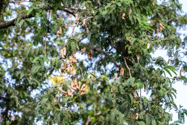 Tay demirhindi ağaç üzerinde.