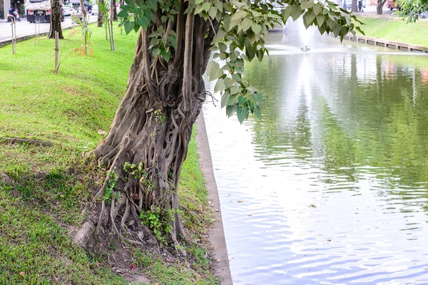 Ban Yan tree growing near canal in city. — Stock Photo, Image