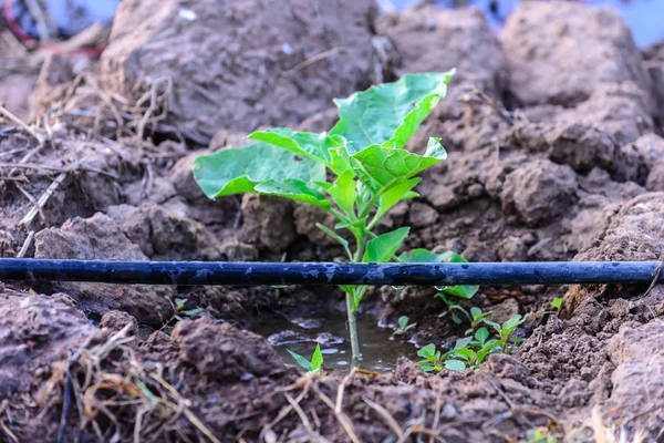 Sistema de riego de agua en la plantación de berenjenas . —  Fotos de Stock