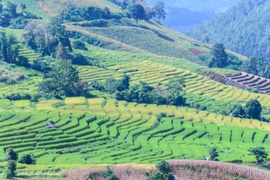 Ban Pa Bong Piang, Chiang Mai Tayland, Teraslı pirinç alan.