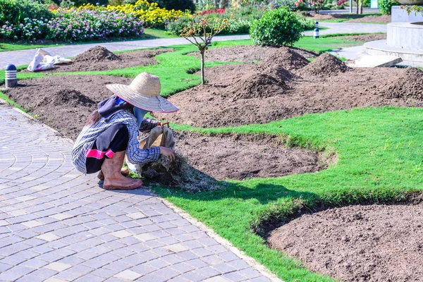 Jardinier s'occupant des plantes à fleurs dans le jardin . — Photo