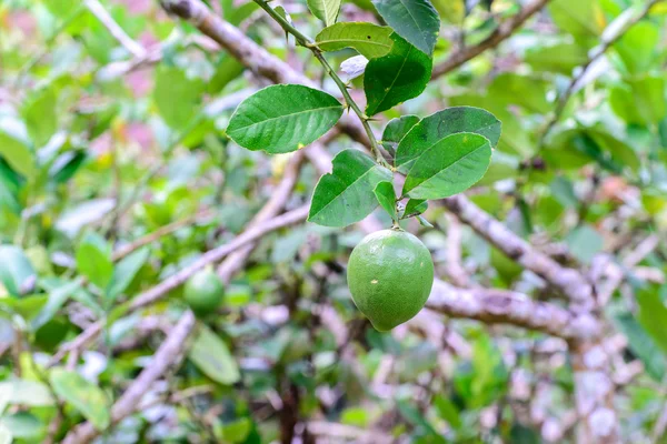 Świeżość zielonej limonki owoc na drzewie w plantacji. — Zdjęcie stockowe