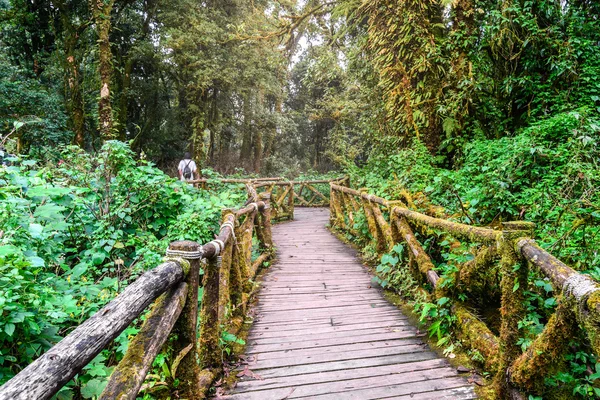 Drewniana ścieżka dydaktyczna w Doi Inthanon National Park w Chiang Mai, Tajlandia. — Zdjęcie stockowe