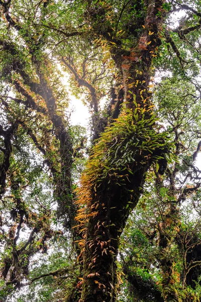 Moss en fern plant co op boomstam op Doi Inthanon Nationaal Park in Chiang Mai, Thailand. — Stockfoto