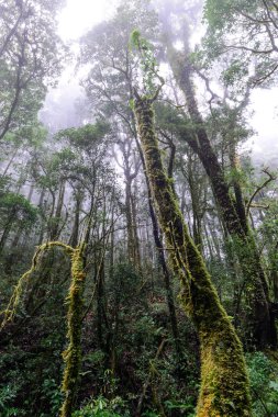 Chiang Mai, Tayland 'daki Doi Inthanon Ulusal Parkı' nda yağmur ormanı..