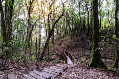 Ahşap patika doğa iz, Chiang Mai, Tayland Doi Inthanon Milli Parkı.