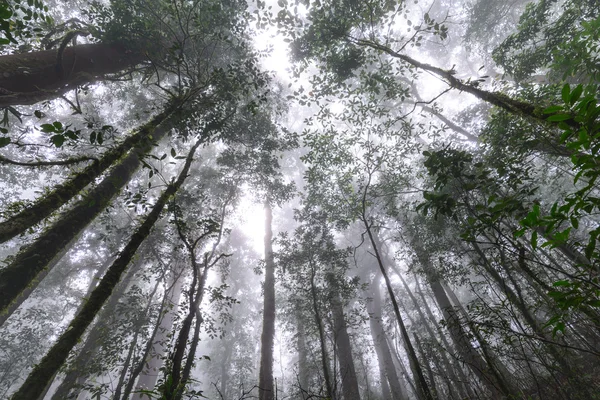 타이 치앙마이에 있는 도이 인타논 국립 공원의 강우림. — 스톡 사진