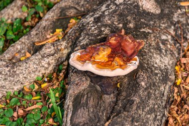 Turkey Tail Fungus on old stump, Trametes Versicolor. clipart