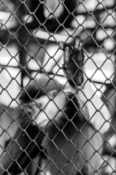 Black and white of Monkey hand touching a cage, lack of independ — Stock Photo, Image