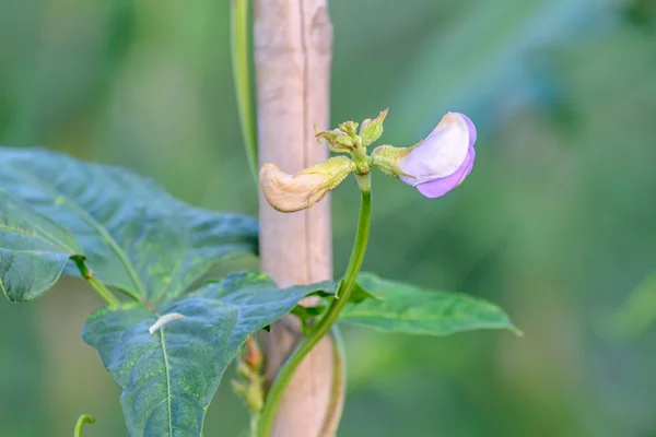 Flower of green yardlong bean on trellis. — Stock Photo, Image