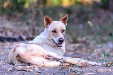 Mutlu beyaz köpek gülümsüyor.