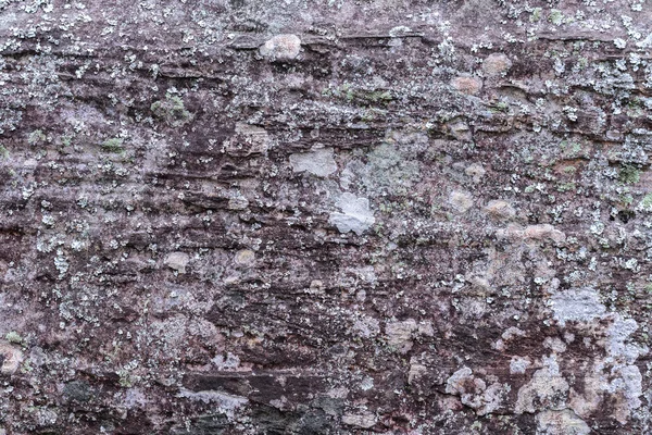 Pierre naturelle fracturée et lichens dans la forêt . — Photo