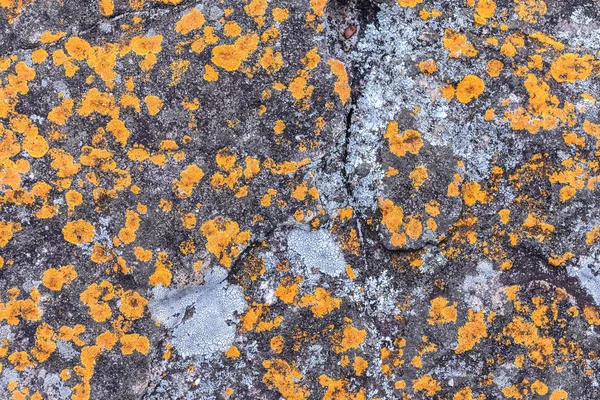 Pierre naturelle fracturée et lichens dans la forêt . — Photo