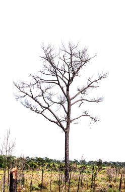 Ormanda, Yakılan ateş ölü çam ağacı beyaz arka plan üzerinde izole.