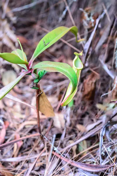 Tropical pitcher plants in forest. — Stock Photo, Image