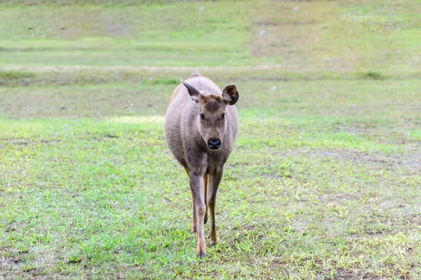 Yuong cervo selvagem na floresta, fêmea . — Fotografia de Stock