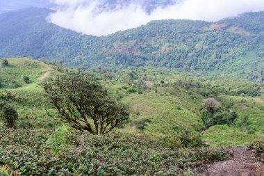 Açelya ormangülü ağaç, Chiang Mai, Tayland Doi Inthanon Milli Parkı.