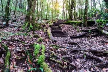 Moss kapak ağaç doğa iz Doi Inthanon Ulusal Pa, kökte