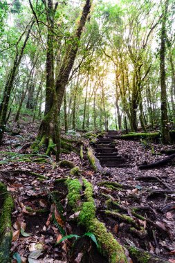Moss kapak ağaç kök doğa iz, Chiang Mai, Tayland Doi Inthanon Milli Parkı içinde.