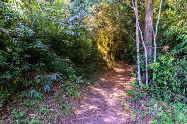 Doğa Bisiklete binme ve Loei Tayland Phu Kradueng milli parkta yürüyüş için iz.