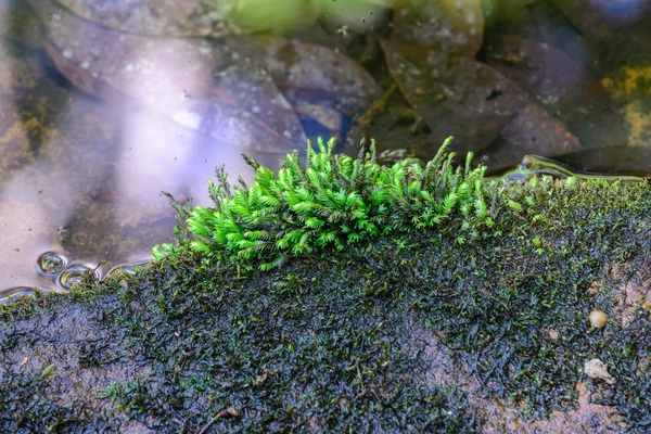 Mos op de stenen in tropische rainforrest. — Stockfoto