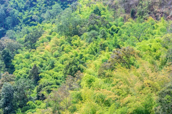 Bosque Mixto Norte Tailandia — Foto de Stock