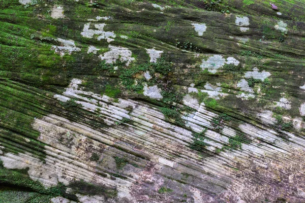 在森林里的石头纹理上苔藓覆盖 — 图库照片