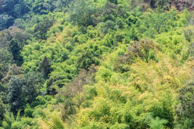 Orman karışık Kuzey Tayland. 