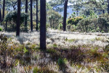 Çam ağacı çok güzel bir sabah güneş ışığı ile.