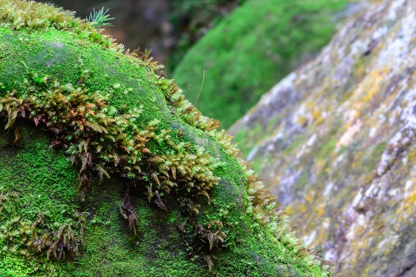 在热带 rainforrest 石头上的苔藓. — 图库照片