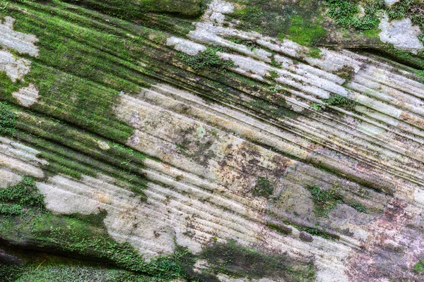 在森林里的石头纹理上苔藓覆盖. — 图库照片