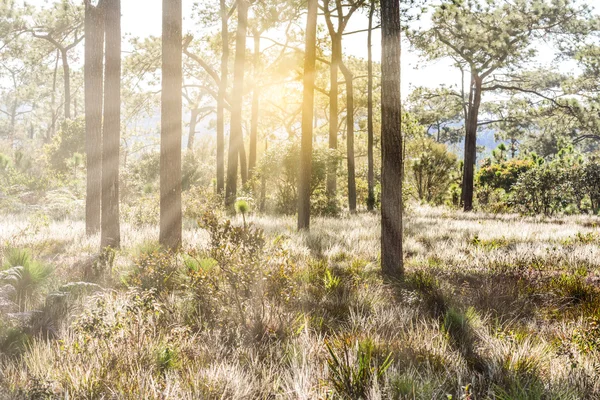 Pino con bella luce del sole mattutina . — Foto Stock