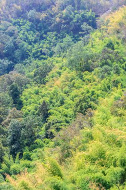 Orman karışık Kuzey Tayland. 