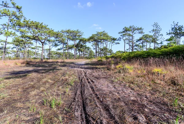 Nature trail for cycling and walking in Phu Kradueng national park, Loei Thailand. — Stock Photo, Image