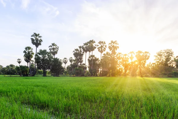 Rijst veld met palm tree achtergrond in ochtend, Phetchaburi, Thailand. — Stockfoto