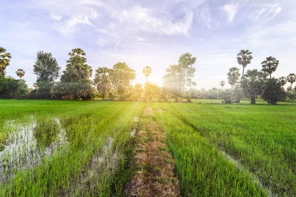 Pirinç alan palmiye ağaç arka planda sabah, Phetchaburi Tayland ile.