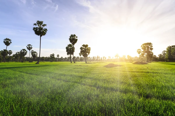 Rijst veld met palm tree achtergrond in ochtend, Phetchaburi, Thailand. — Stockfoto