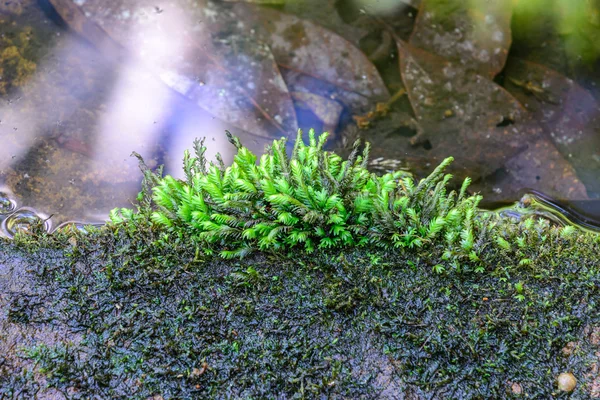 Moos auf Stein im tropischen Regenwald. — Stockfoto