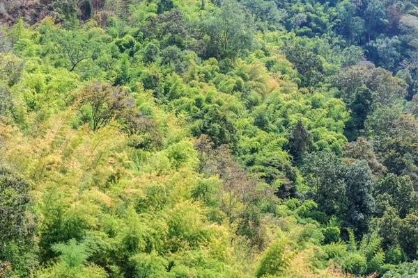 Mixed forest in northern of Thailand. — Stock Photo, Image